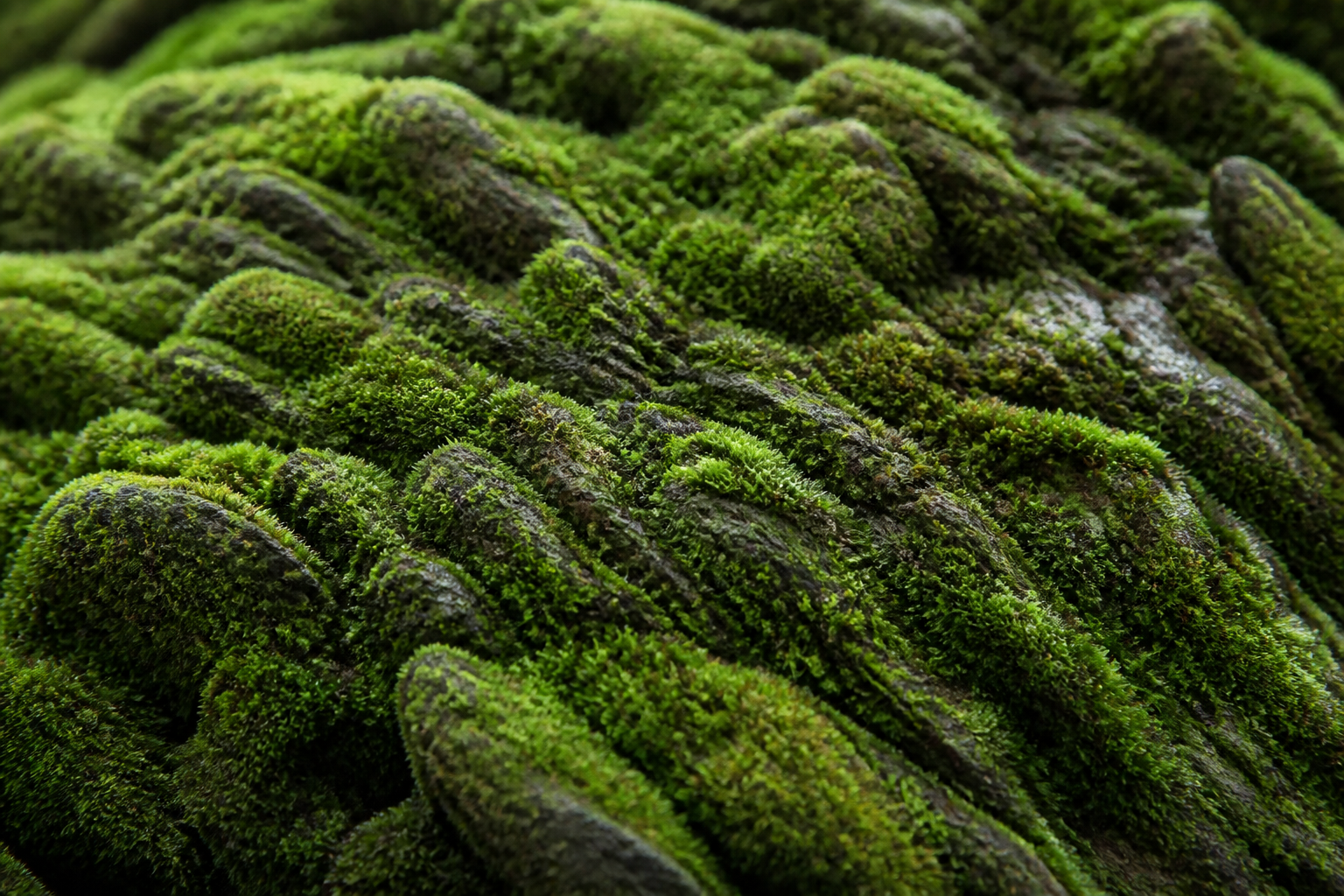 Moss and trail texture